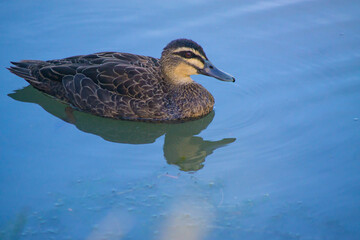 Duck swimming in lake
