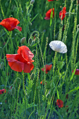red and white poppy flowers