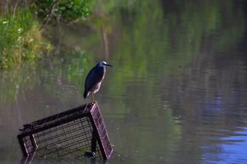Long Billed Bird on Metal Cage