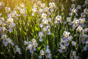 Obraz na płótnie Canvas A lot of irises in the garden.