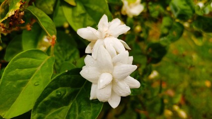 Rain drops on beautiful white jasmine flowers