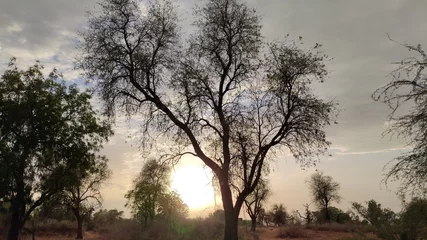 Papier peint photo  Sunset view down to big Rohida tree (Tecomella undulata), peaceful sunset view  © Thana