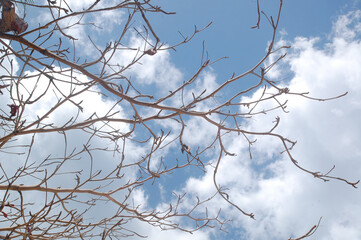 Fototapeta na wymiar Tree branch empty leaves at Calumbuyan island