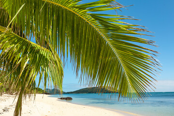 Fototapeta na wymiar Palm trees overhanging a tropical island beach