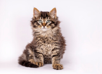 Fototapeta na wymiar Long-haired kitten tabby cat