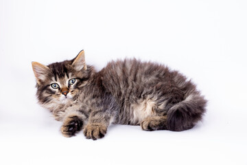 Long-haired kitten tabby cat