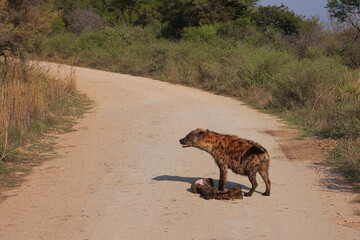 Spotted hyena with hippo leg on road