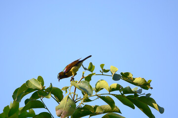bird on a branch