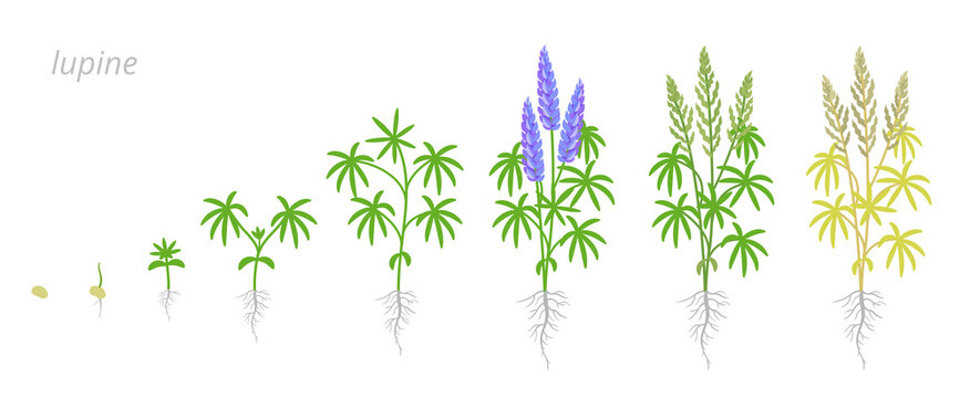 Blue lupine plant growth stages development. Narrow-leaved lupin. Lupinus albus flowering plants in the legume family Fabaceae. Animation progression. Vector infographic.