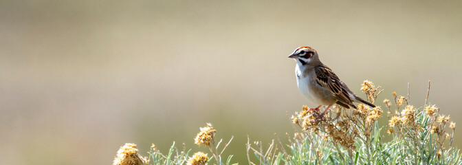 lark sparrow in sage brush at Antelope Island State Park in Utah in Spring