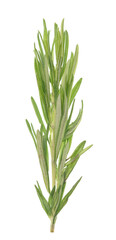 Rosemary on white
