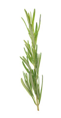 Rosemary on white