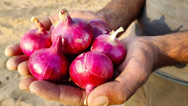 Onions in farmer hands, close up view