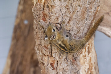 A striped rodents marmots chipmunks squirrel spotted on a tree trunk on hunting mood. Animal behavior themes. Focus on eye