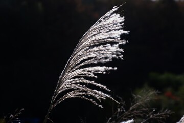 Ear of the Japanese pampasgrass  / Autumn landscape in Japan.