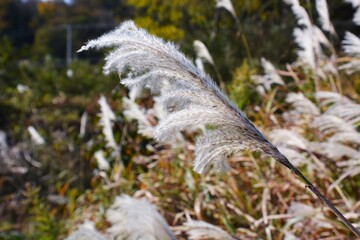 Ear of the Japanese pampasgrass  / Autumn landscape in Japan.