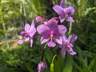 Fototapeta na wymiar Philippine ground orchid, Spathoglottis plicata
