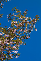 Pink Apricot blossom on blue sky. Cherry Blossom, Peach Blossom.