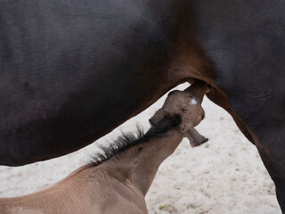Obraz premium Small yellow foal drink some milk from his mother. Baby colt suck milk from mother horse, close-up