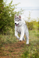 A Siberian Husky is running and jumping at a field.  The dog has grey and white fur; his eyes are brown. There is a lot of grass, green plants, and yellow flowers around him; the sky is grey..