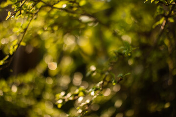 green leaves in sunlight