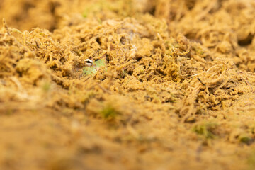 Closeup head of Argentine horned frog (Ceratophrys ornata), also known as the Argentine wide-mouthed frog or the ornate pacman frog