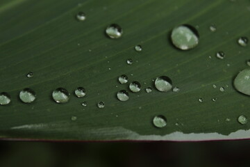 water droplets on leaf