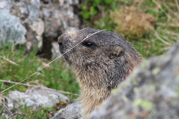Alpenmurmeltier auf einer frischen Almenwiese