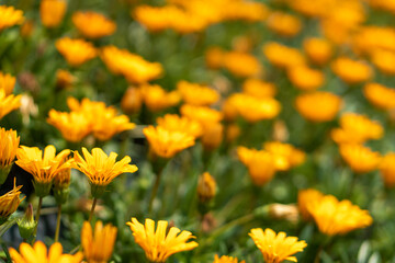 Close up of Gazania flowers.