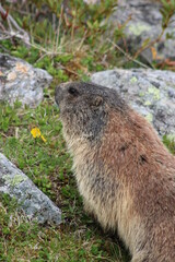 Alpenmurmeltier auf einer frischen Almenwiese