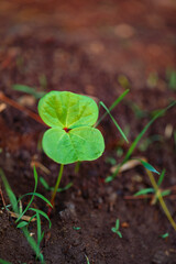 Small cotton plant, Born Concept