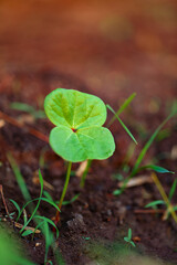 Small cotton plant, Born Concept