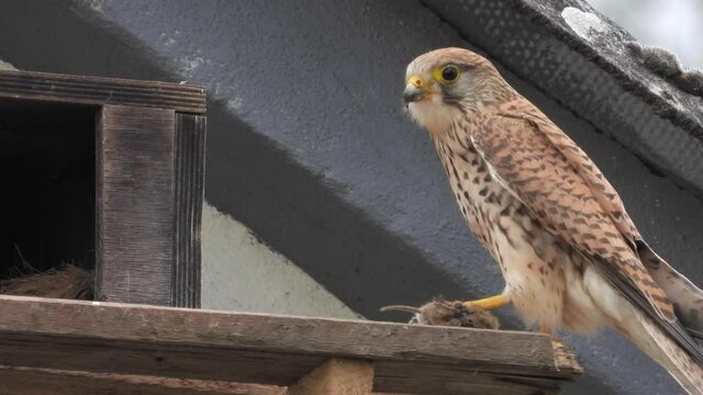 Turmfalke (Falco tinnunculus) Weibchen bringt  Feldmaus