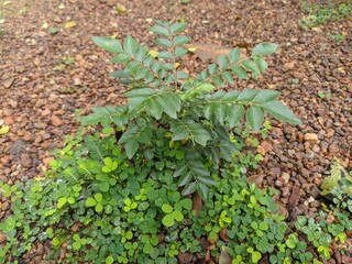 Curry Leave Small Plant On Pebble Groud