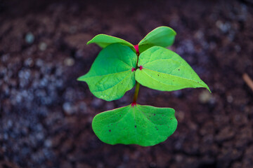 Small cotton plant, Born Concept