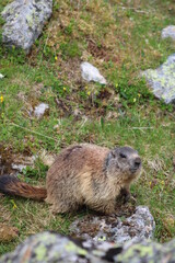 Alpenmurmeltier auf einer frischen Almenwiese