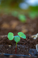 Small cotton plant, Born Concept