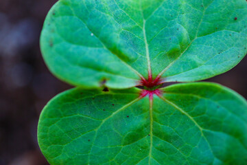 Small cotton plant, Born Concept