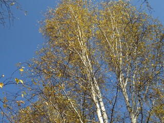 Fototapeta premium autumn leaves against blue sky
