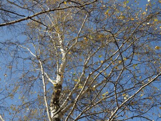 tree branches against the sky