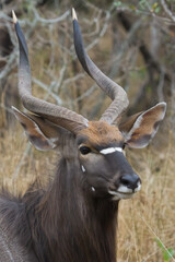 Head profile closeup of a magnificent male nyala with stunning horns in Kruger South Africa with bokeh