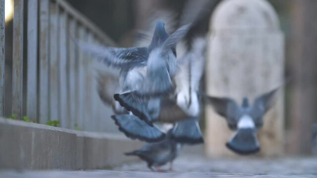 Slow motion footage (180 fps) of a group of pigeons getting scared and flying away.