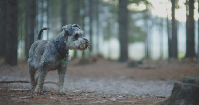 Miniature Schnauzer Dog standing alert in a Cinematic Forest and running off
