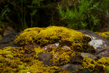 moss on the rock