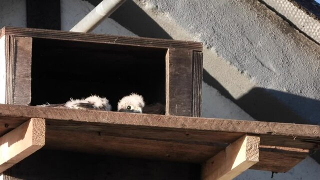 Turmfalke (Falco tinnunculus) 