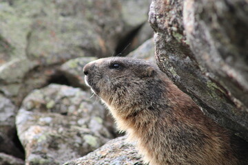 Alpenmurmeltier im Sellraintal 