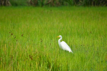white heron in the grass