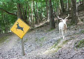 WHITE DEER