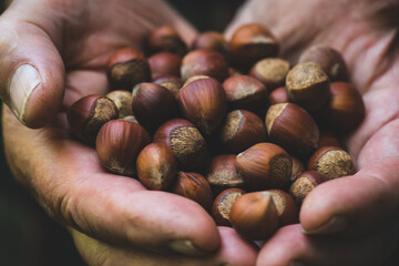 Farmer's hands with freshly harvested hazelnuts. Shallow depth of field. 