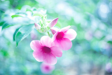 Fototapeta na wymiar beautiful pink spring flower blooms in garden